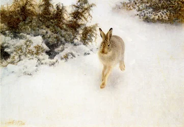 Winterhase